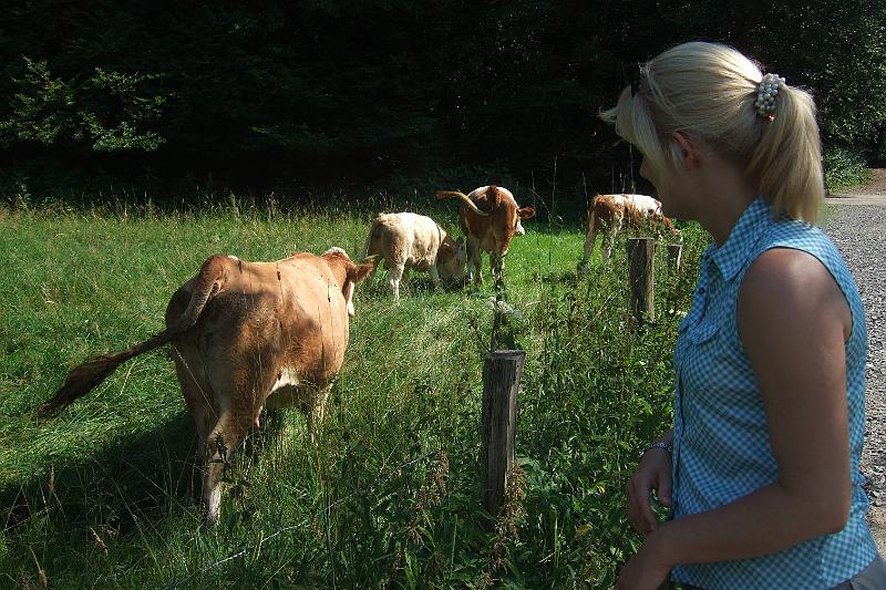 2010-07- (31).JPG - Und die Kühe auf der grünen Wiese